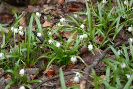 Attēlu rezultāti vaicājumam “Leucojum vernum var. carpathicum”