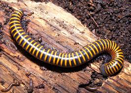 Attēlu rezultāti vaicājumam “Diplopoda”