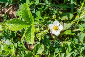 Attēlu rezultāti vaicājumam “Fragaria viridis flower”