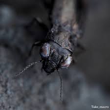 Attēlu rezultāti vaicājumam “Notiophilus biguttatus”