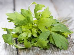 Image result for Liebstöckel