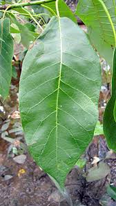 Attēlu rezultāti vaicājumam “Subularia aquatica leaf”