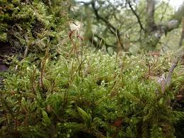 Attēlu rezultāti vaicājumam “Sanionia uncinata”