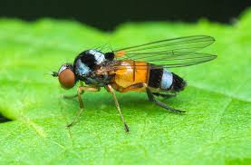 Attēlu rezultāti vaicājumam “Platypezidae”