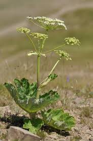 Attēlu rezultāti vaicājumam “Heracleum sphondylium subsp. sibiricum”