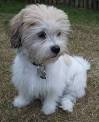 La-Chon, La-Chons, Bichon Lhasa Apso Hybrid Dogs