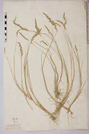 Attēlu rezultāti vaicājumam “Agrostis canina”