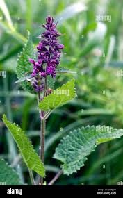 Attēlu rezultāti vaicājumam “Stachys sylvatica”