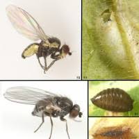 Attēlu rezultāti vaicājumam “Phytomyza minuscula”