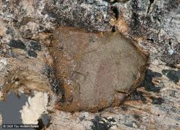 Attēlu rezultāti vaicājumam “Dictydiaethalium plumbeum spores”