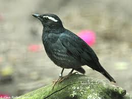 Image result for Zoothera sibirica