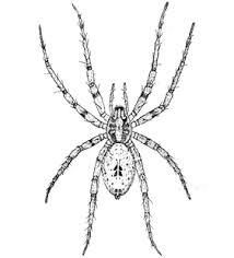 Attēlu rezultāti vaicājumam “Anyphaena accentuata”