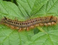 Attēlu rezultāti vaicājumam “Euthrix potatoria larva”