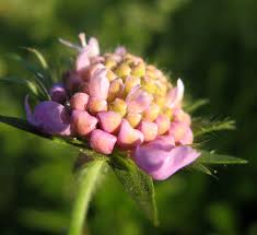 Attēlu rezultāti vaicājumam “Oenothera rubricauli bud”