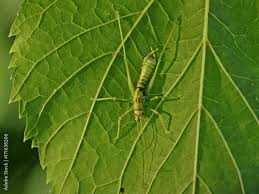 Attēlu rezultāti vaicājumam “Entomophaga grylli”