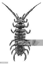 Attēlu rezultāti vaicājumam “Saduria entomon”