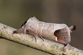 Attēlu rezultāti vaicājumam “Clostera curtula”