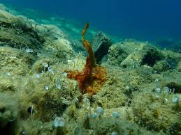 Attēlu rezultāti vaicājumam “Cyanophyta”