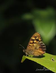 Attēlu rezultāti vaicājumam “Pararge aegeria underside”
