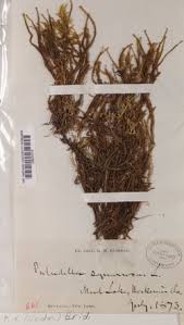 Attēlu rezultāti vaicājumam “Paludella squarrosa”