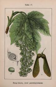 Attēlu rezultāti vaicājumam “Acer pseudoplatanus fruit”