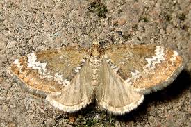 Attēlu rezultāti vaicājumam “Perizoma alchemilla”