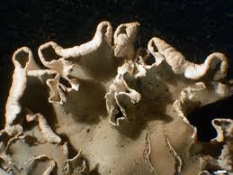 Attēlu rezultāti vaicājumam “Peltigera malacea”