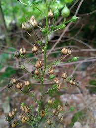 Attēlu rezultāti vaicājumam “Scrophularia nodosa fruit”