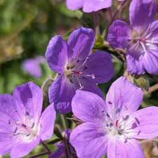 Attēlu rezultāti vaicājumam “Geranium sylvaticum leaf”