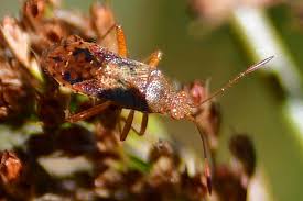 Attēlu rezultāti vaicājumam “Rhopalus maculatus”