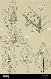 Attēlu rezultāti vaicājumam “Phytomyza minuscula”