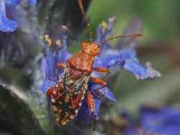 Attēlu rezultāti vaicājumam “Rhopalus maculatus imago”