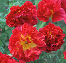 Attēlu rezultāti vaicājumam “Eschscholzia californica”