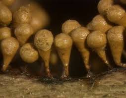 Attēlu rezultāti vaicājumam “Hemitrichia clavata stalked”