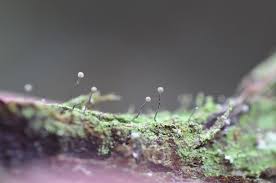 Attēlu rezultāti vaicājumam “Chaenotheca chlorella”