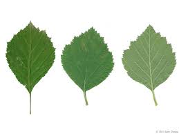 Attēlu rezultāti vaicājumam “Crataegus macracantha fruit”