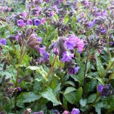 Image result for Pulmonaria Silverado
