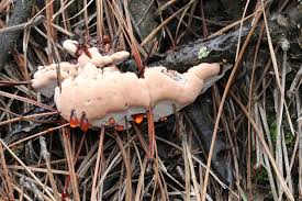 Attēlu rezultāti vaicājumam “Hydnellum ferrugineum”