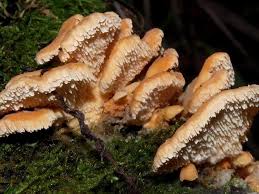 Attēlu rezultāti vaicājumam “Antrodiella semisupina”