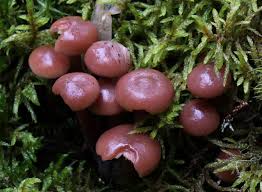 Attēlu rezultāti vaicājumam “Collybia acervata”