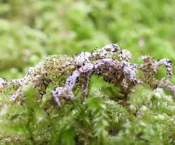 Attēlu rezultāti vaicājumam “Diderma subincarnatum plasmodium”