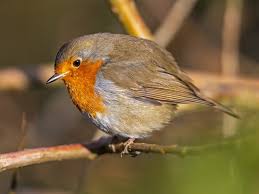 Attēlu rezultāti vaicājumam “Erithacus rubecula adult”