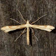 Attēlu rezultāti vaicājumam “Gillmeria pallidactyla”