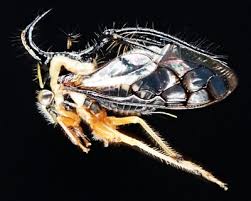 Attēlu rezultāti vaicājumam “Membracidae”