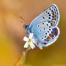 Attēlu rezultāti vaicājumam “Plebejus argus / Plebejus idas”