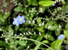 Attēlu rezultāti vaicājumam “Myosotis micrantha”