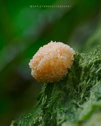 Attēlu rezultāti vaicājumam “Tubifera ferruginosa (subsp. ferruginosa)”