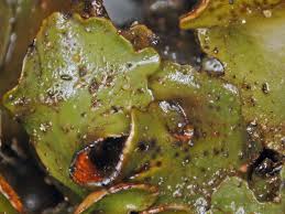 Attēlu rezultāti vaicājumam “Dermatocarpon luridum”