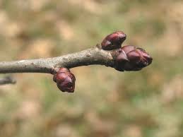 Attēlu rezultāti vaicājumam “Crataegus laevigata bud”
