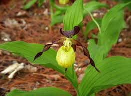 Attēlu rezultāti vaicājumam “Cypripedium calceolus flower”